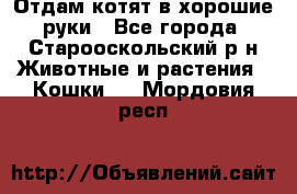 Отдам котят в хорошие руки - Все города, Старооскольский р-н Животные и растения » Кошки   . Мордовия респ.
